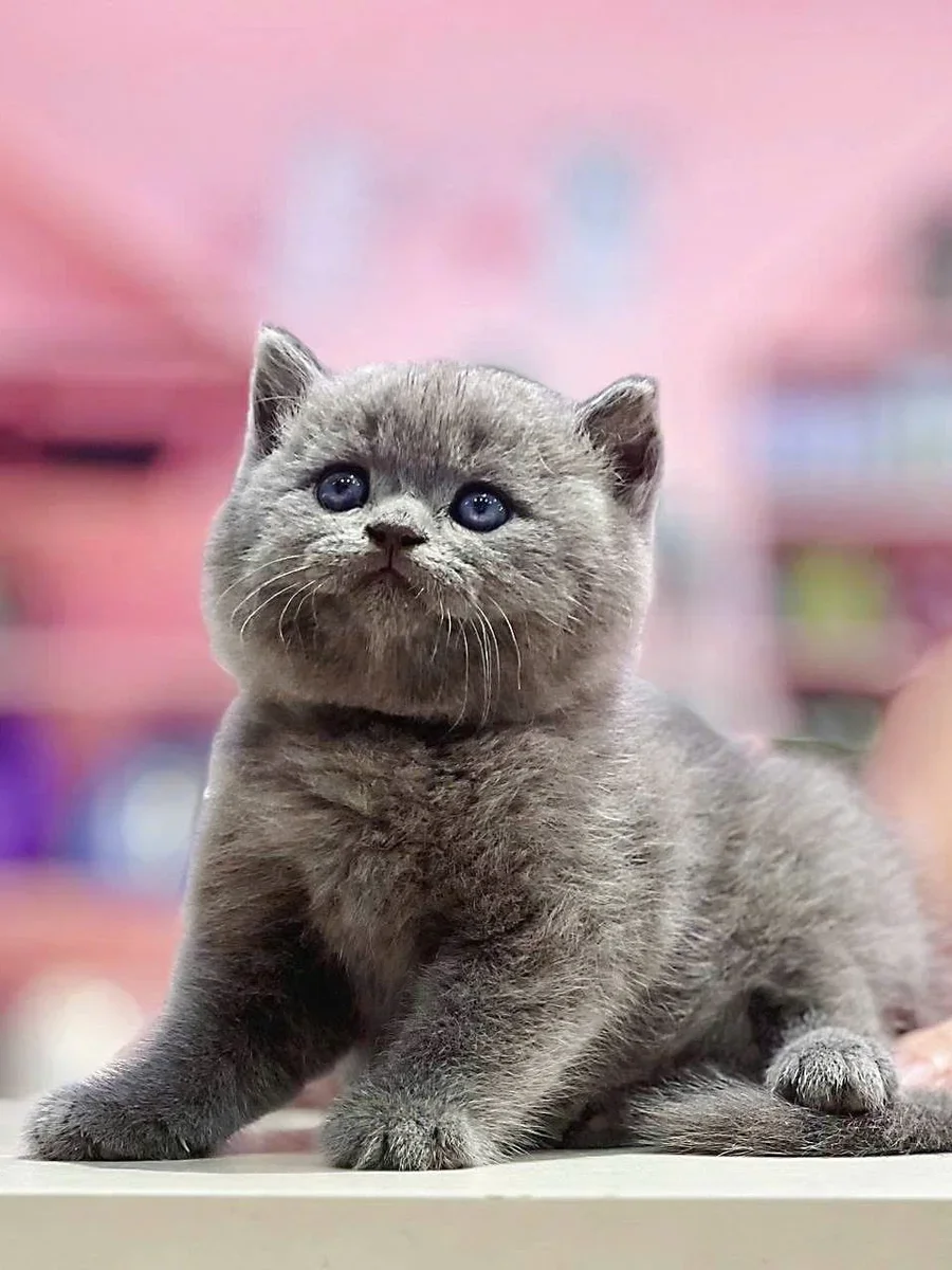 Mèo Anh lông ngắn chân ngắn tai vểnh 3