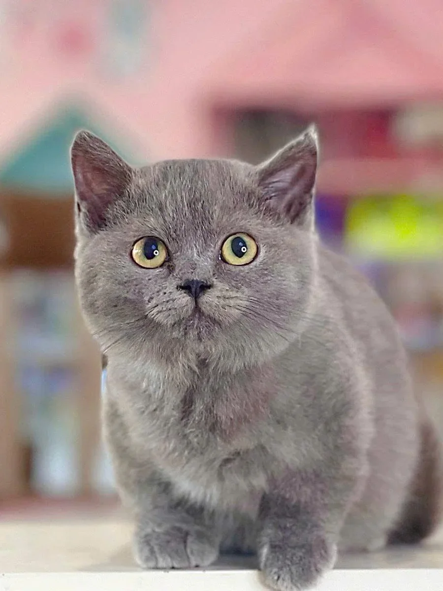Munchkin British Shorthair 5