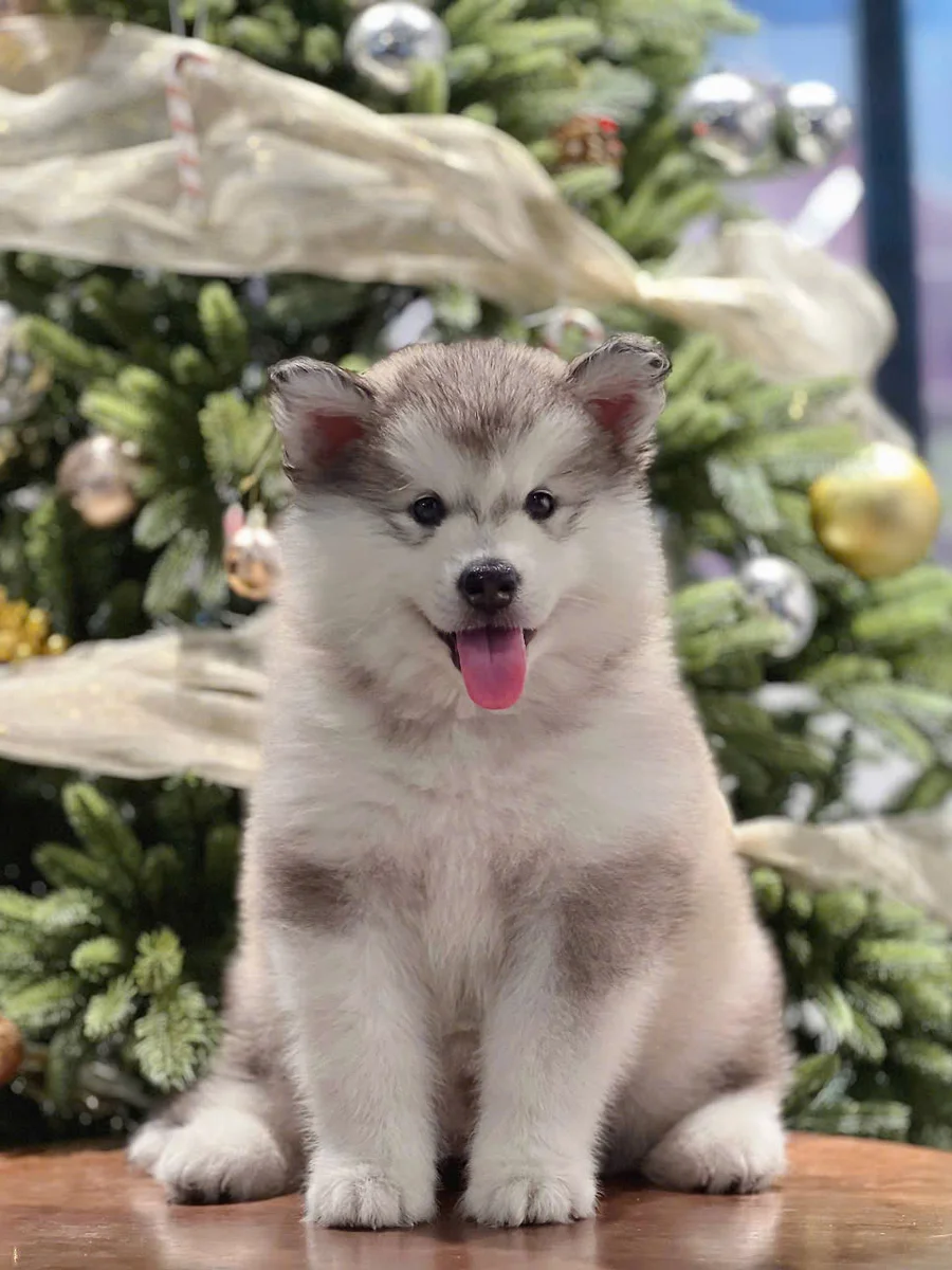 Alaskan Malamute