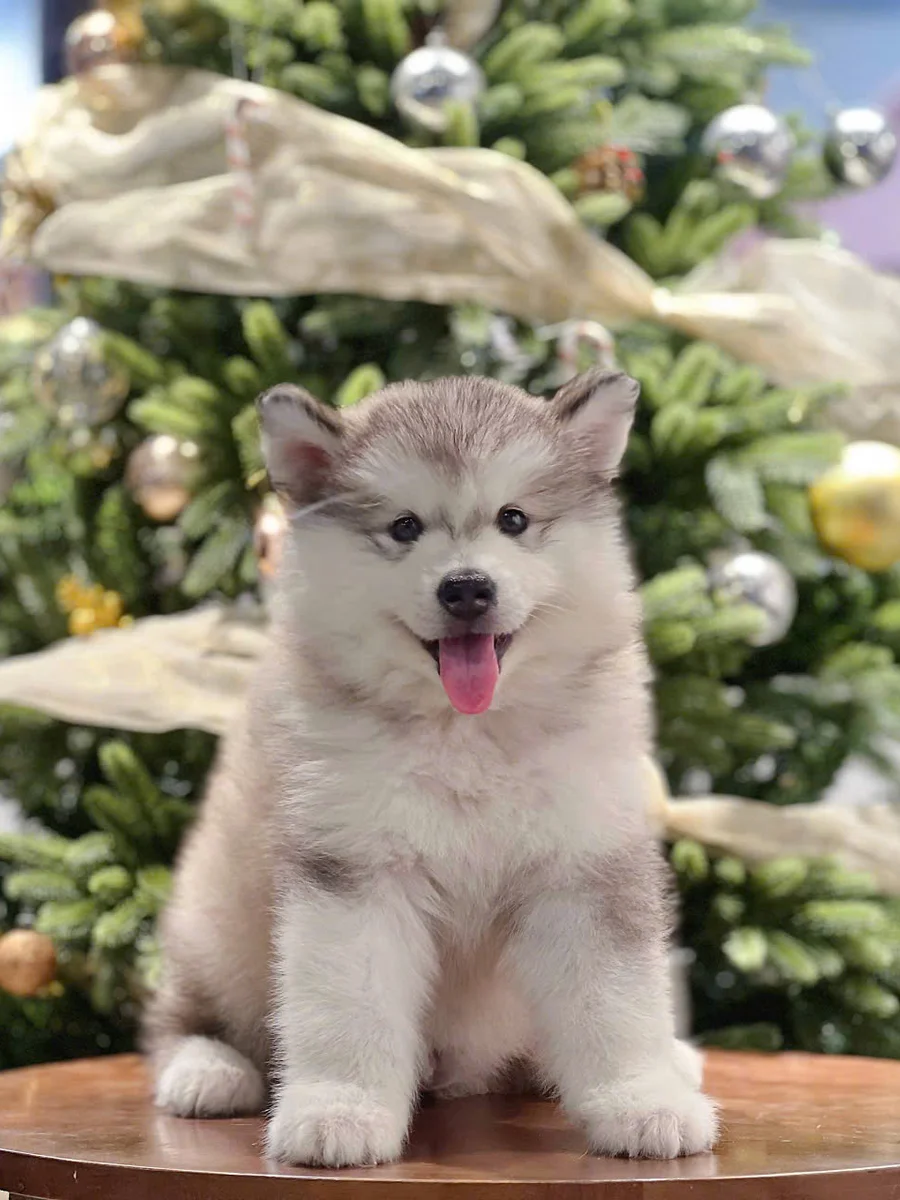 Alaskan Malamute 2