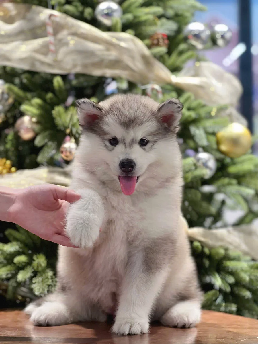 Alaskan Malamute 3