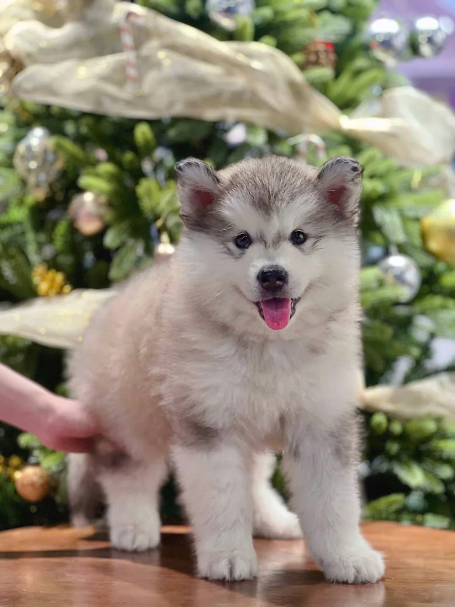 Alaskan Malamute 4