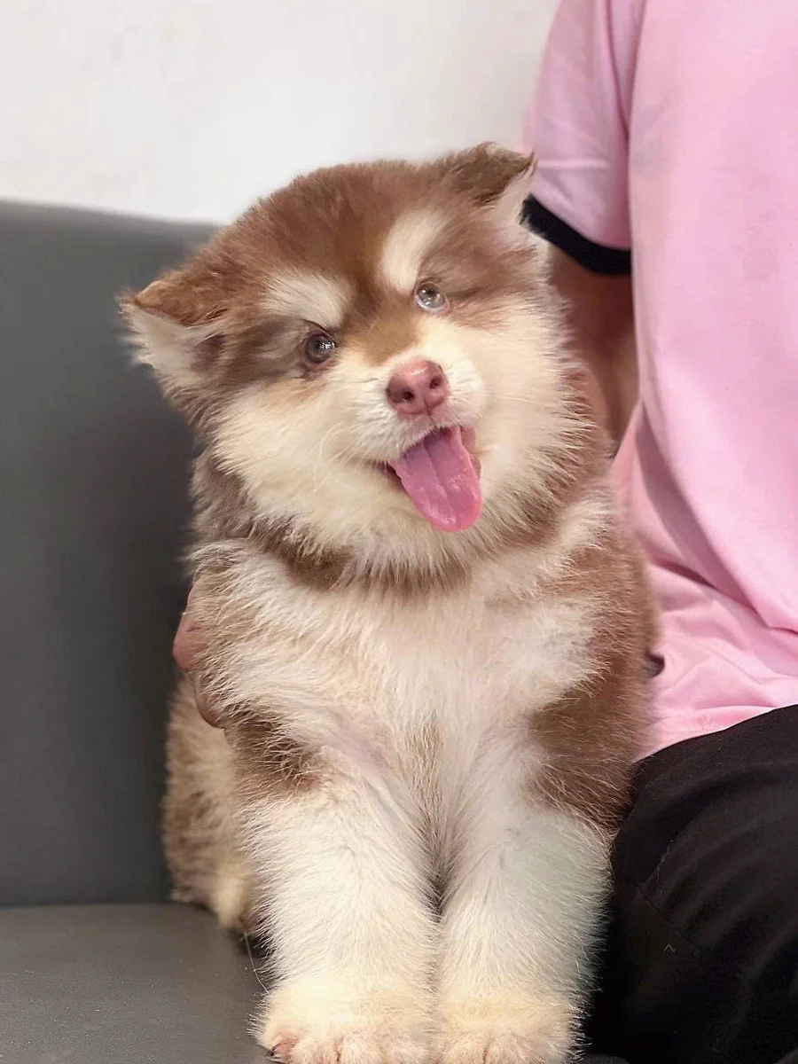 Alaskan Malamute 5