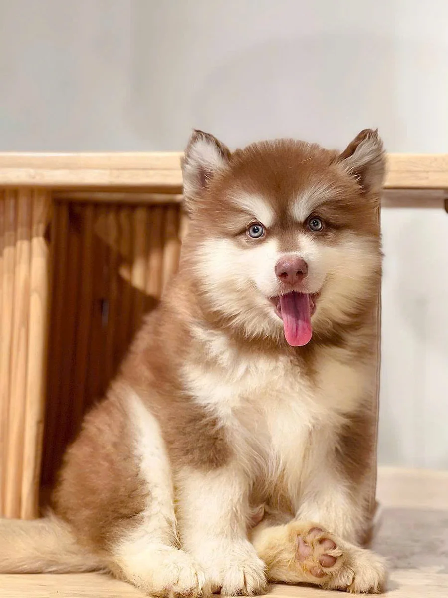 Alaskan Malamute 6