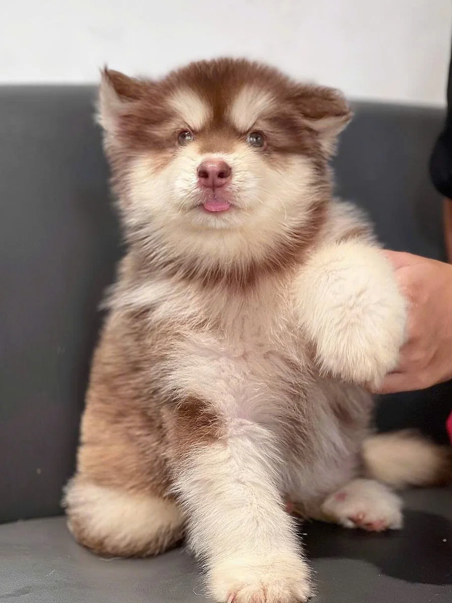 Alaskan Malamute 7
