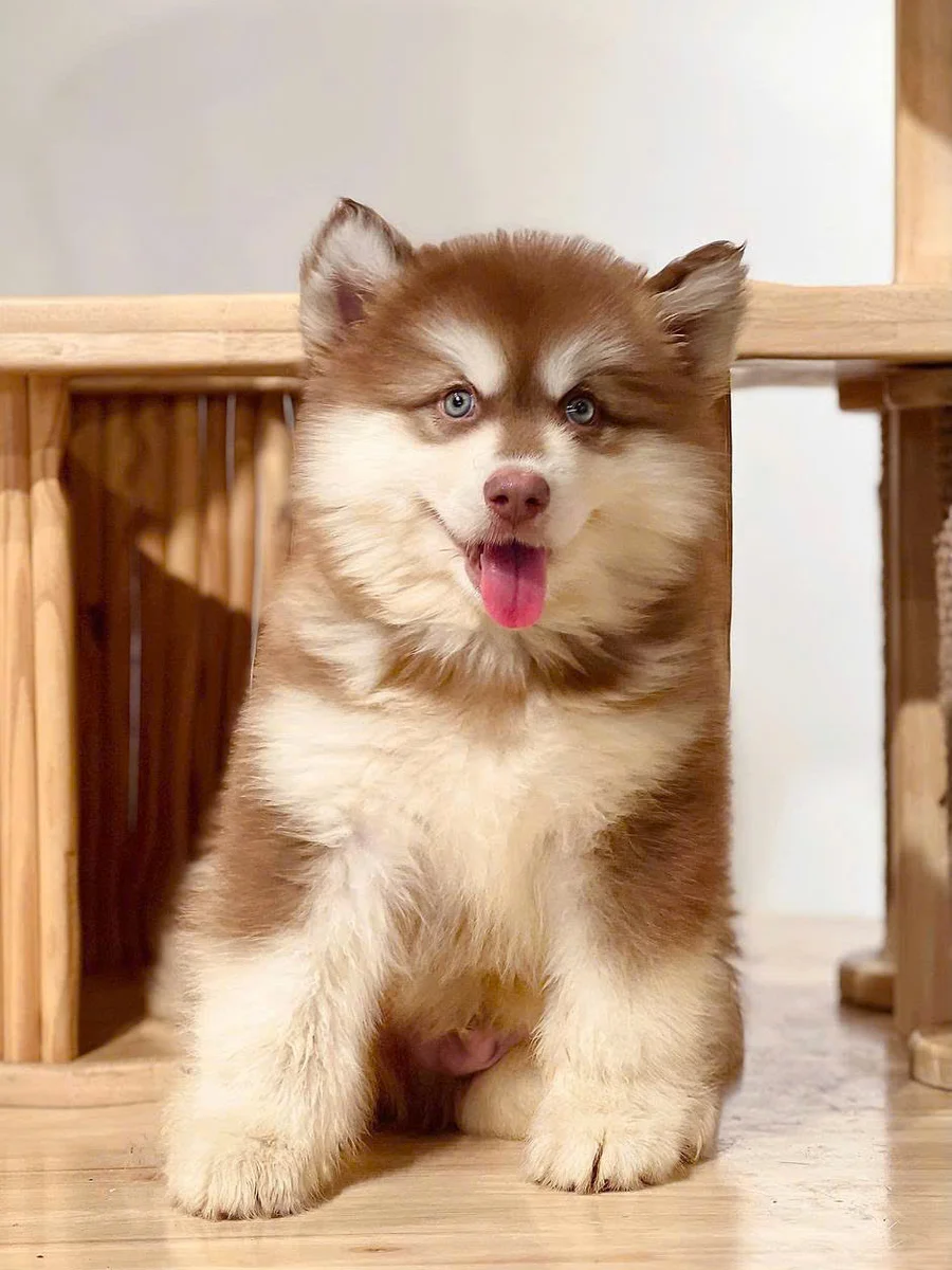 Alaskan Malamute 8