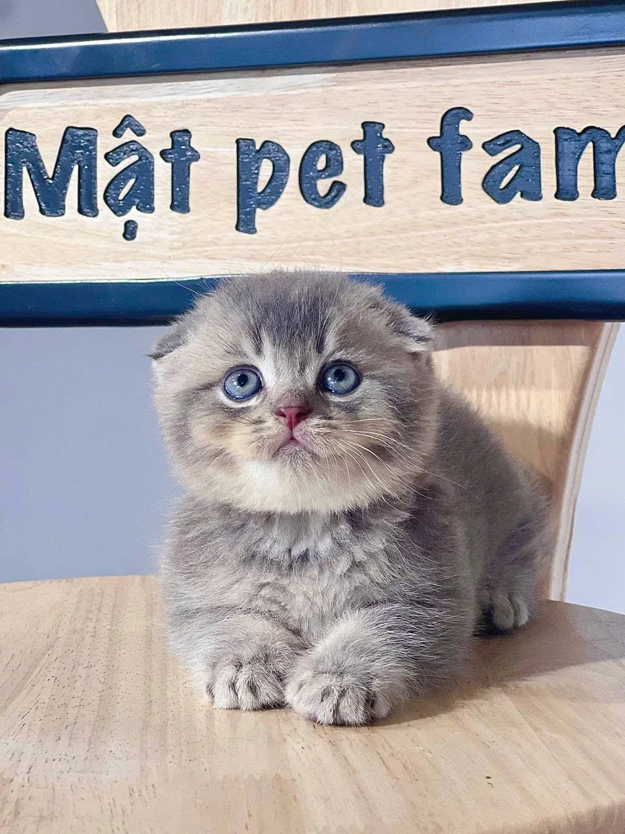 Cách chăm sóc Scottish Fold Shorthair
