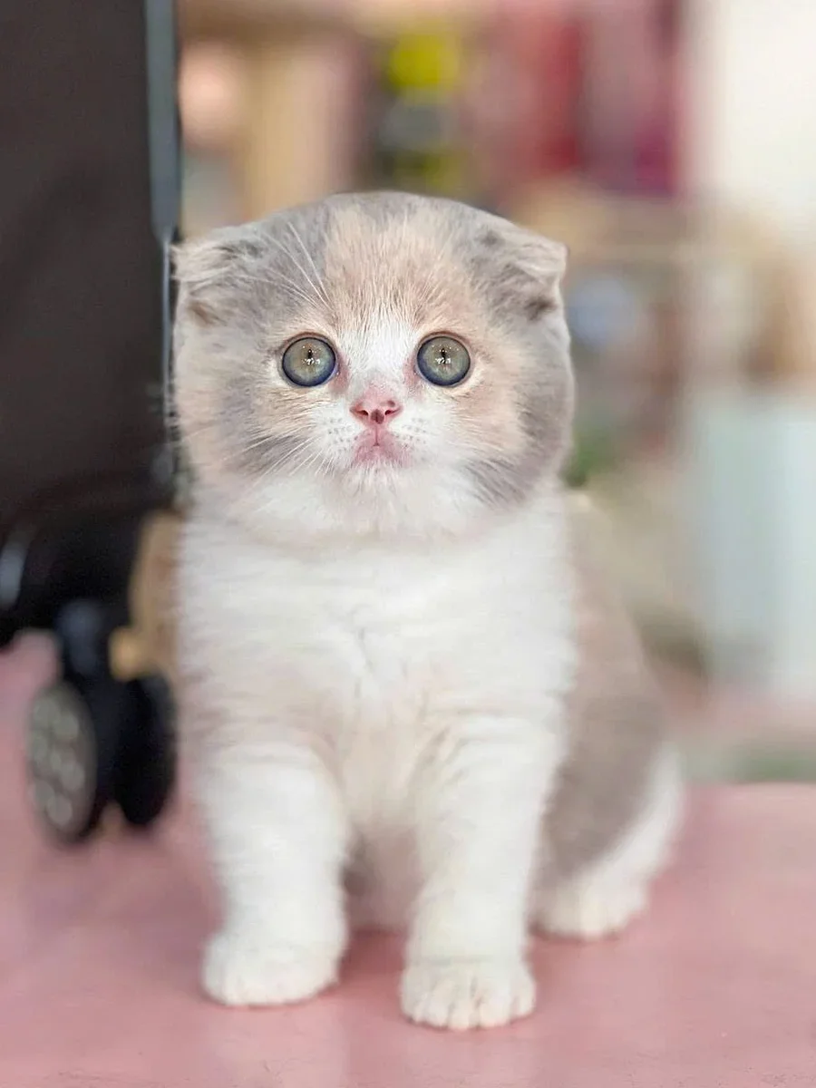Scottish Fold Shorthair 5