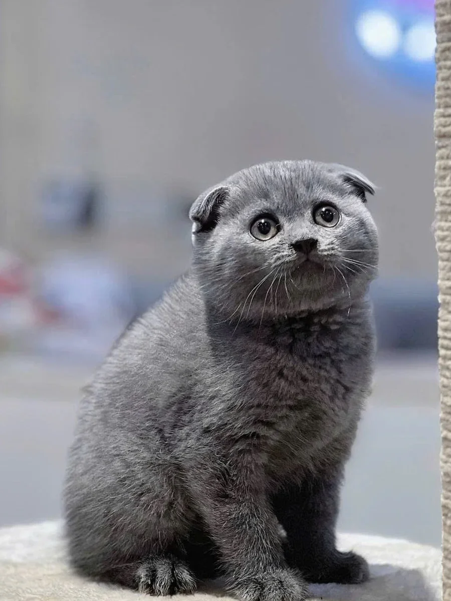 Scottish Fold Shorthair 6