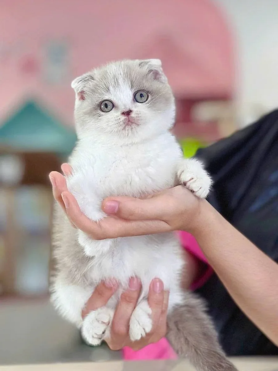 Scottish Fold Shorthair 7