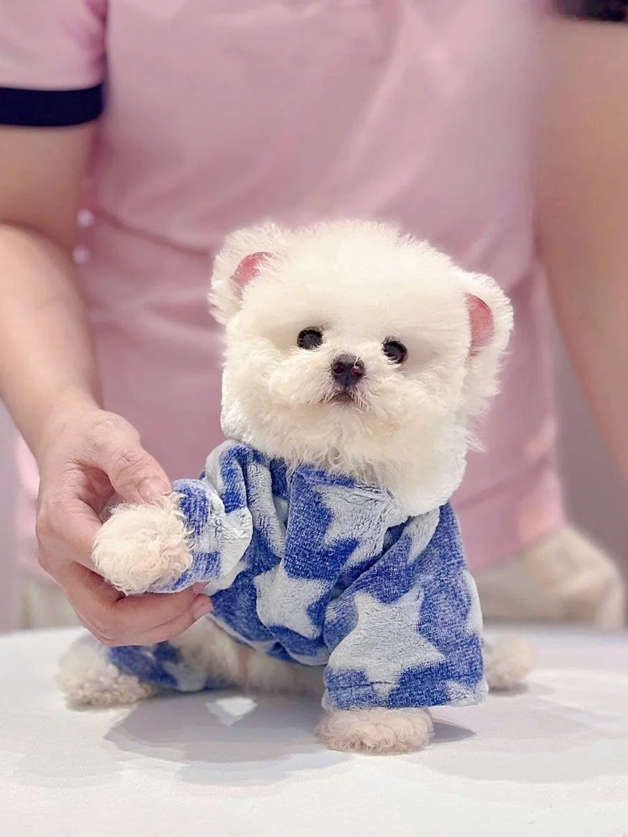 Bichon Frise