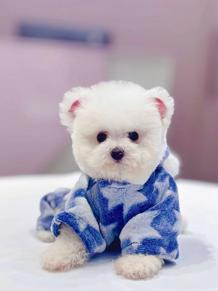 Bichon Frise 2