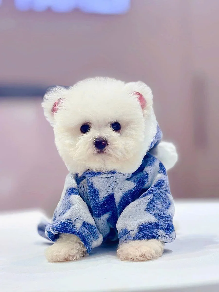 Bichon Frise 3