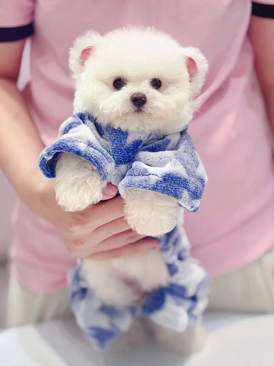 Bichon Frise 4
