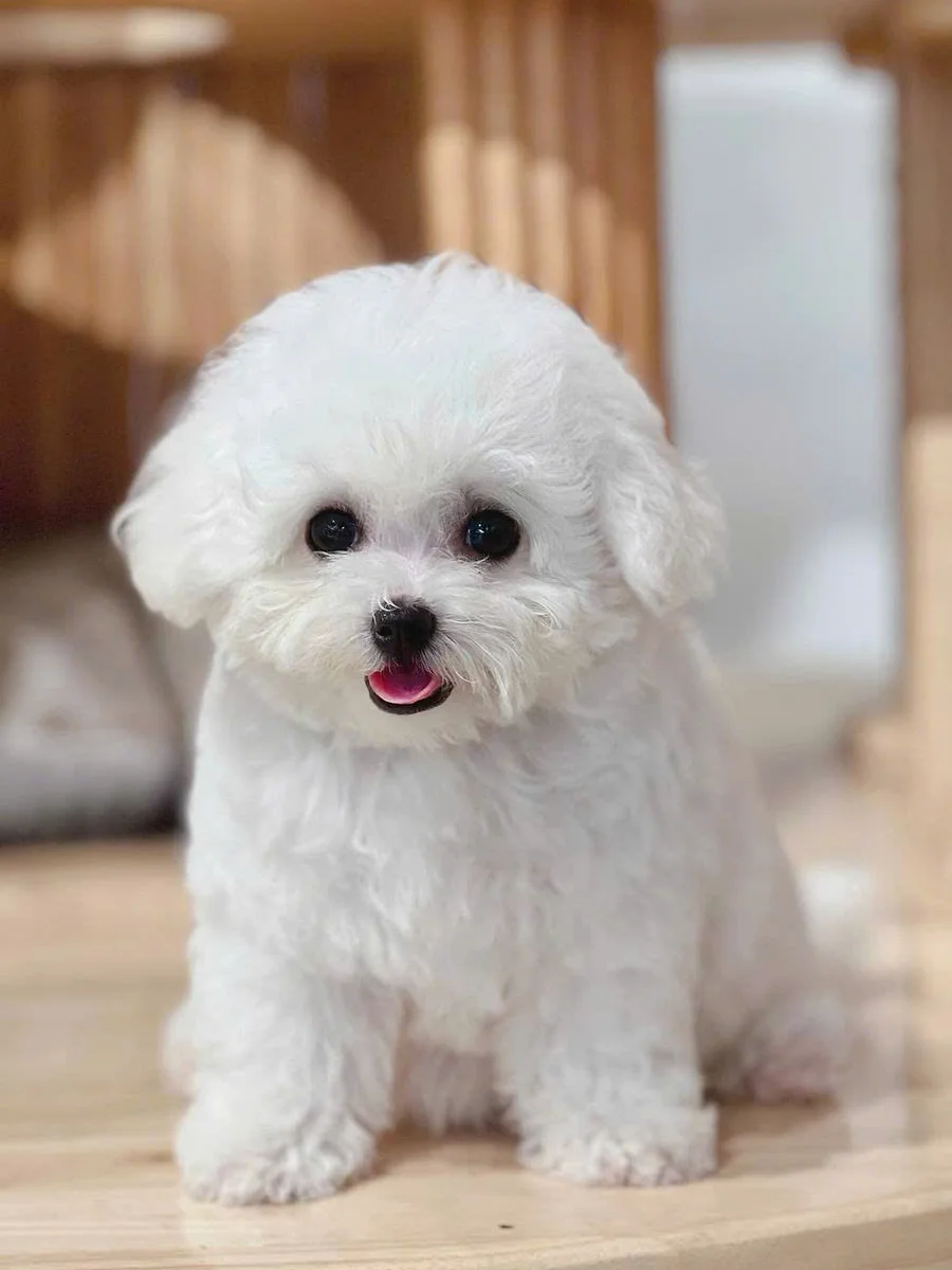 Bichon Frise 5