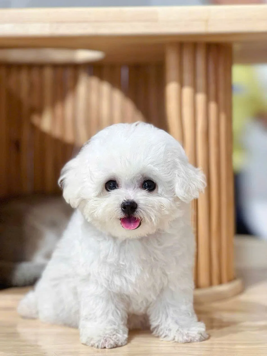 Bichon Frise 6