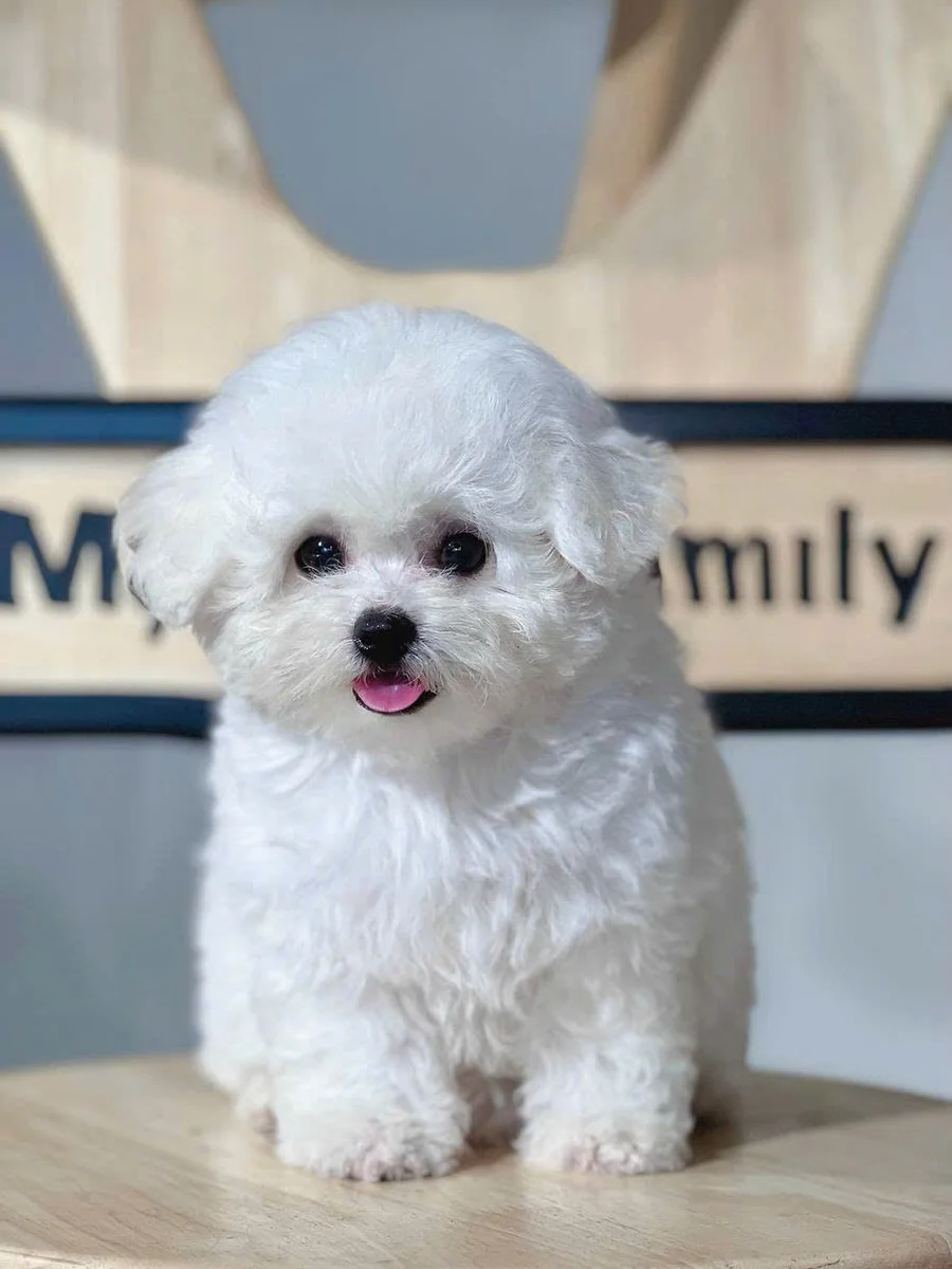 Bichon Frise 7