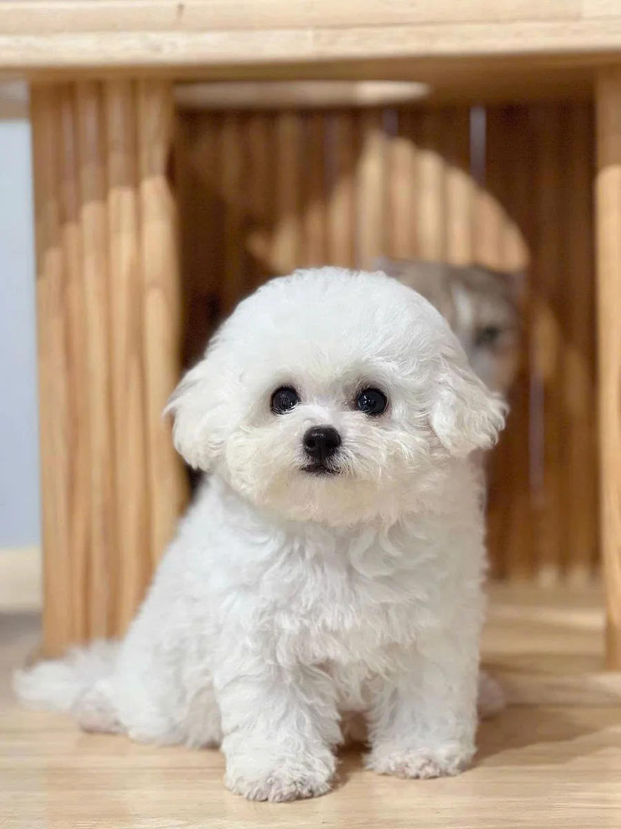 Bichon Frise 8