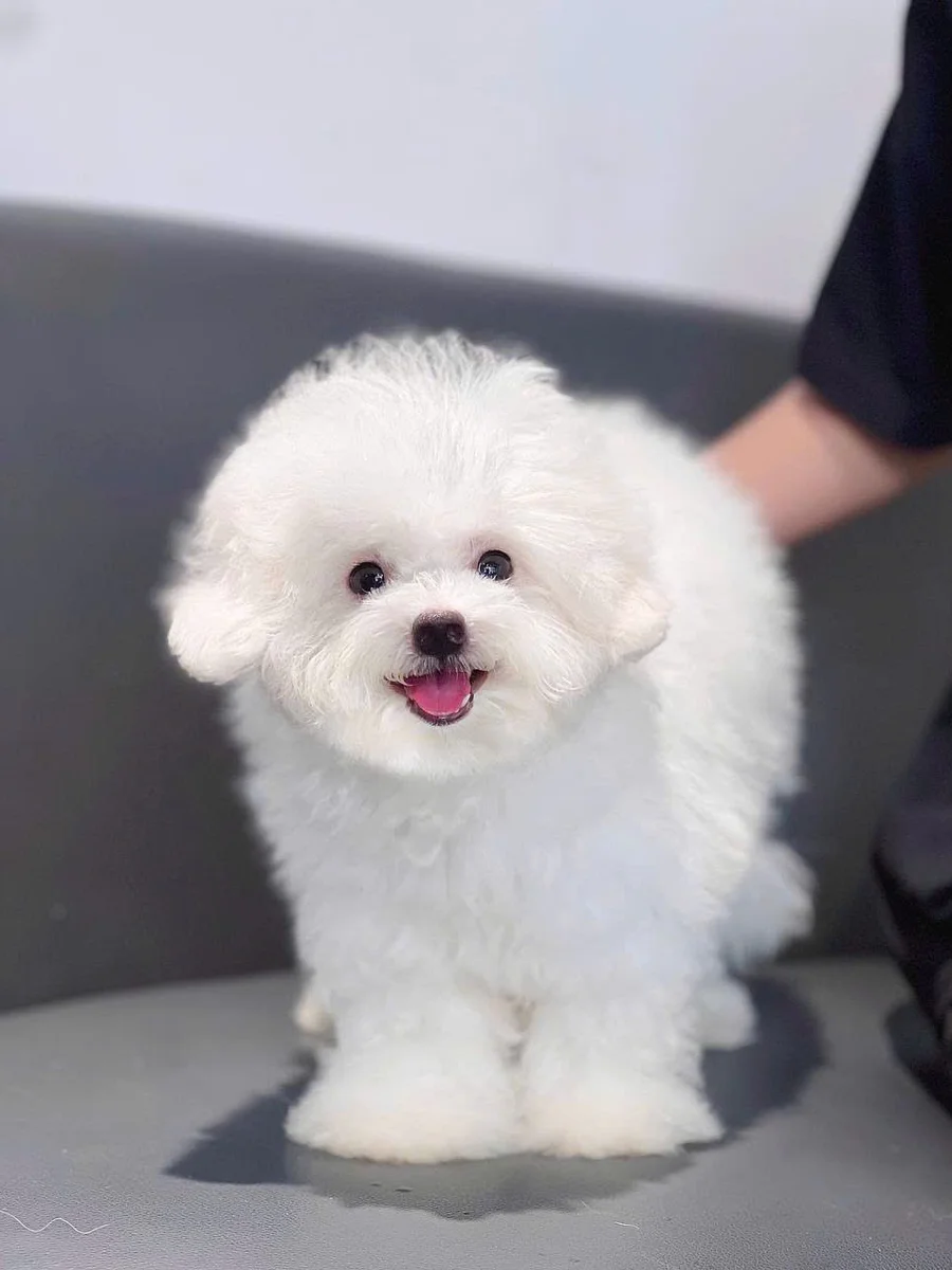 Bichon Frise 9