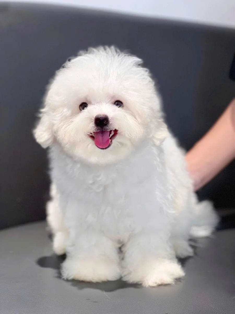 Bichon Frise 10