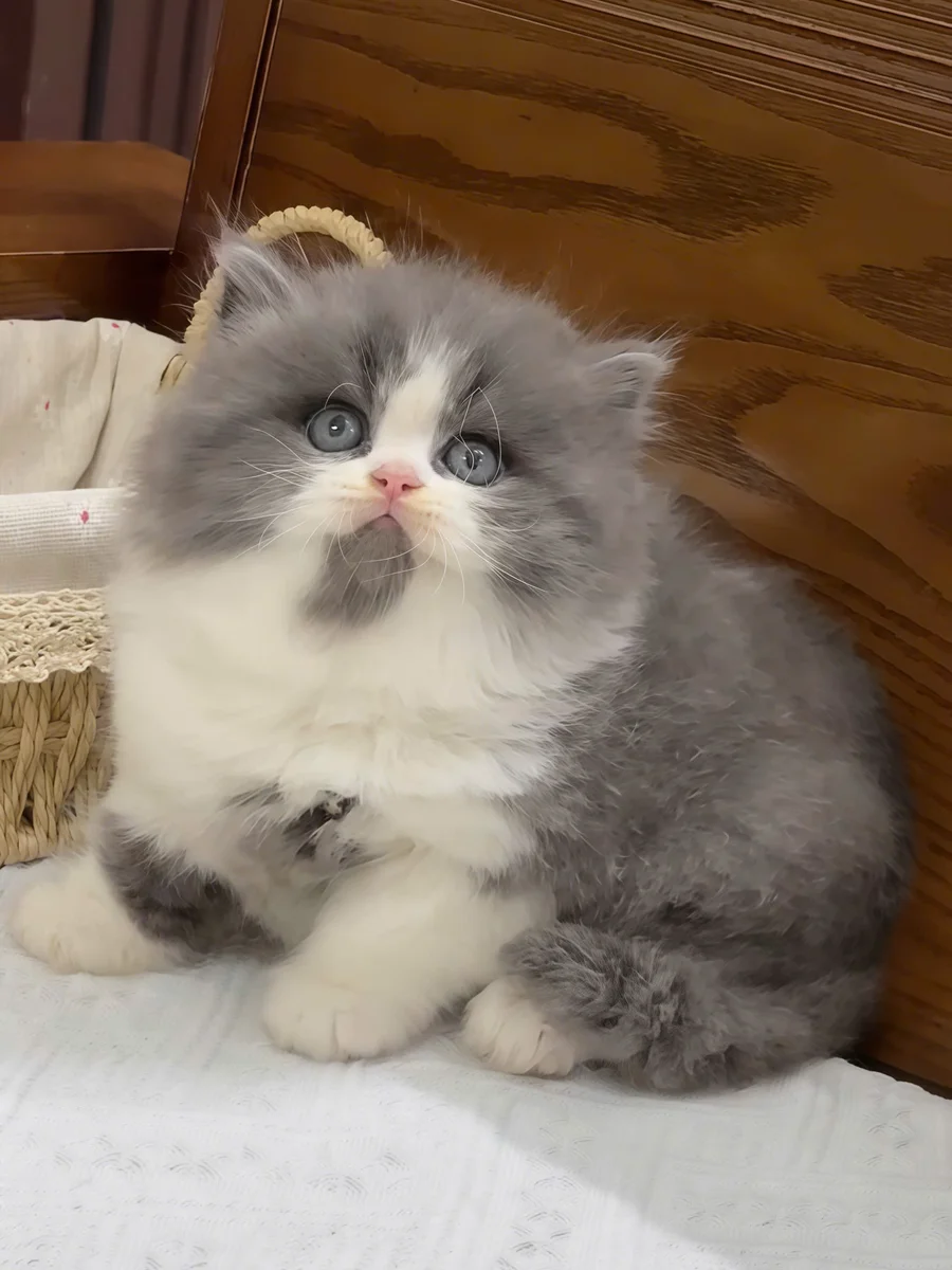 Cách chăm sóc British Longhair Classic