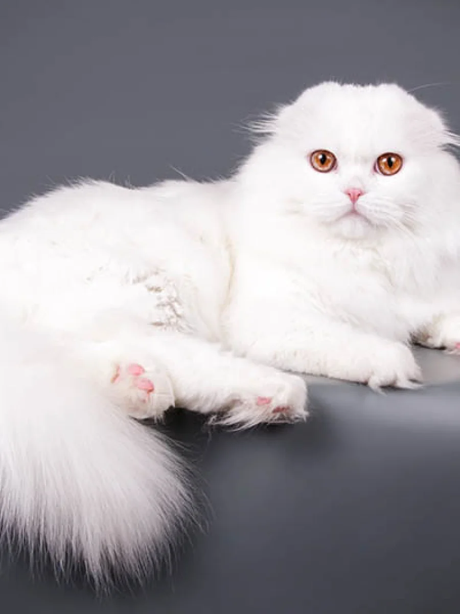 Cách chăm sóc Scottish Fold Longhair