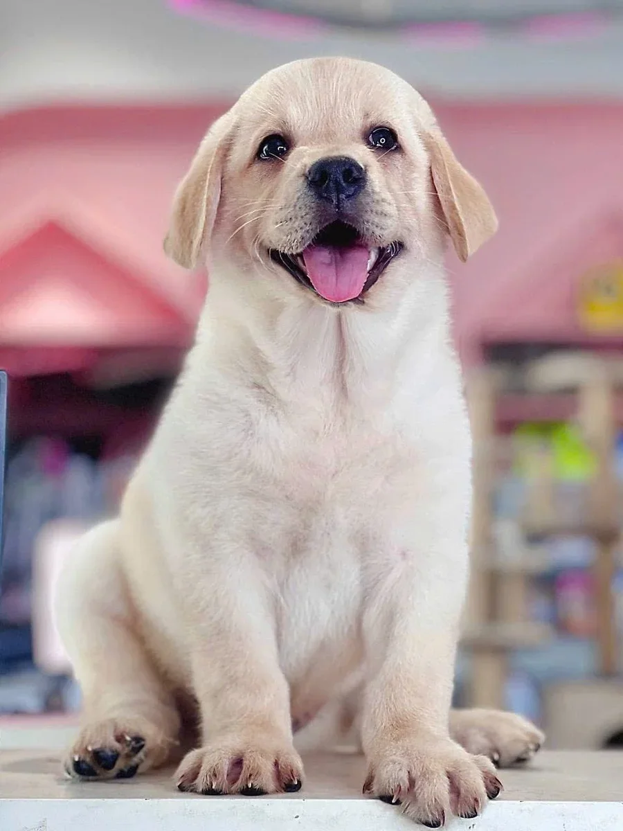 Labrador Retriever