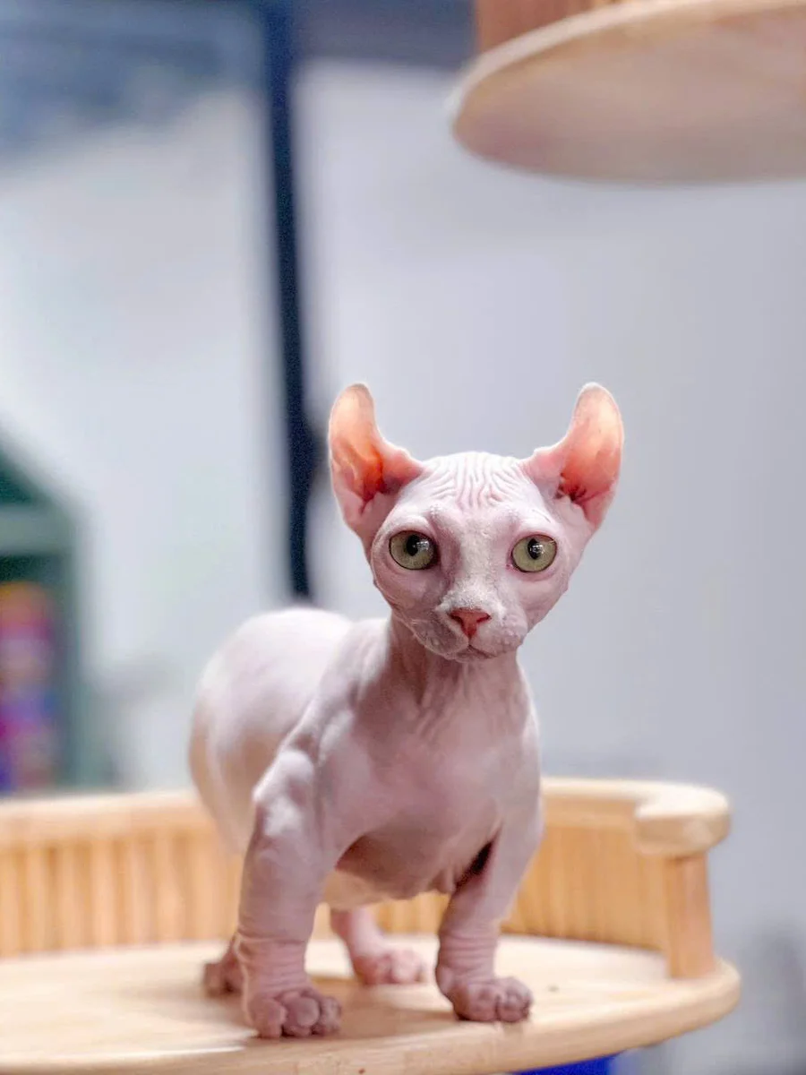 Cách chăm sóc Sphynx