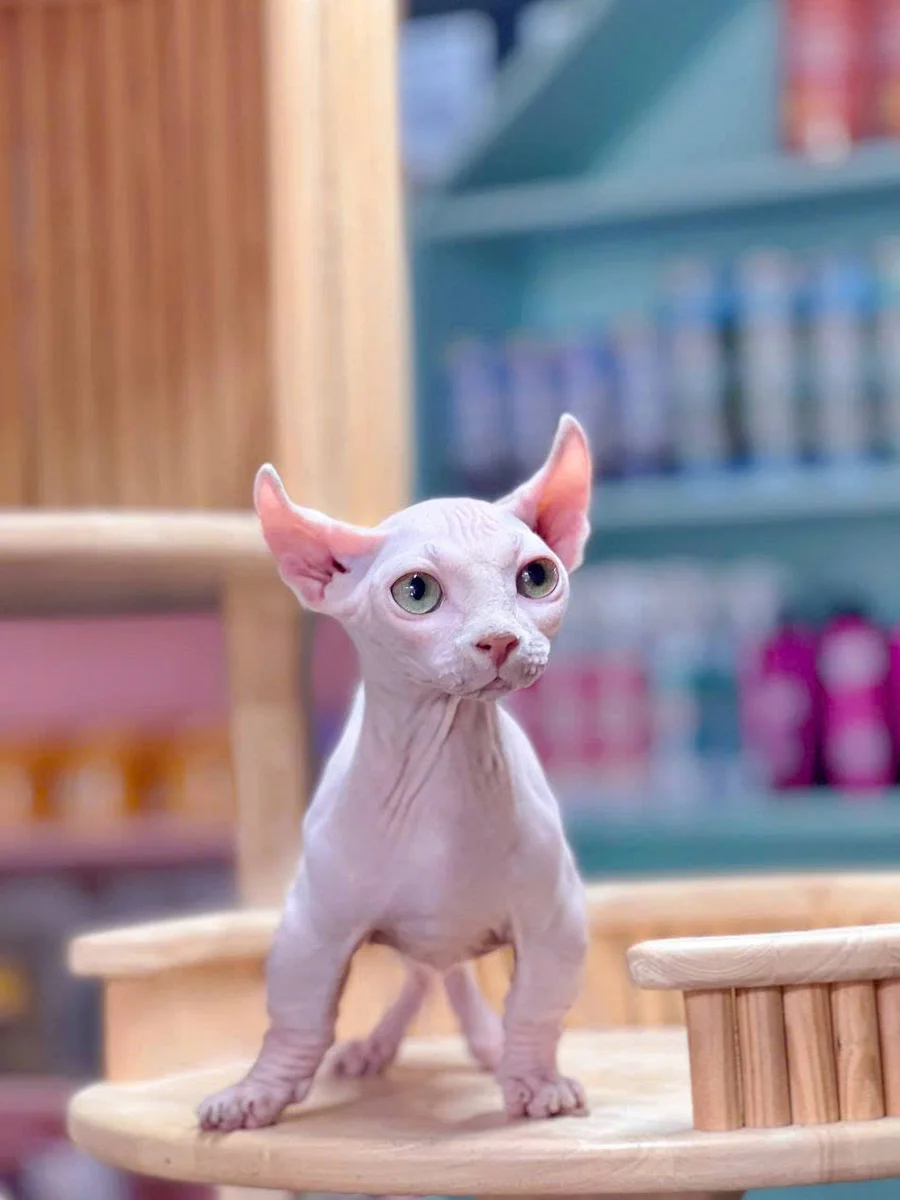 Mèo Sphynx không lông 2