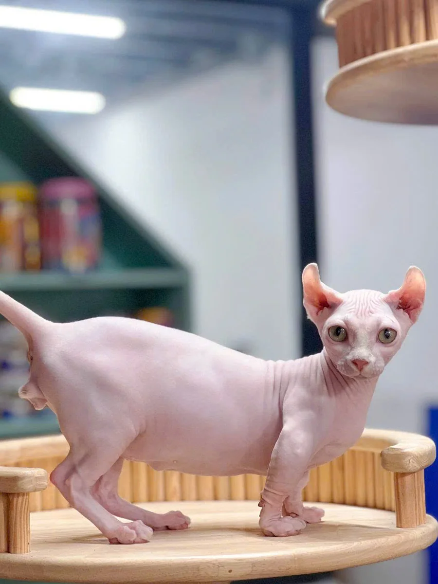 Mèo Sphynx không lông 3