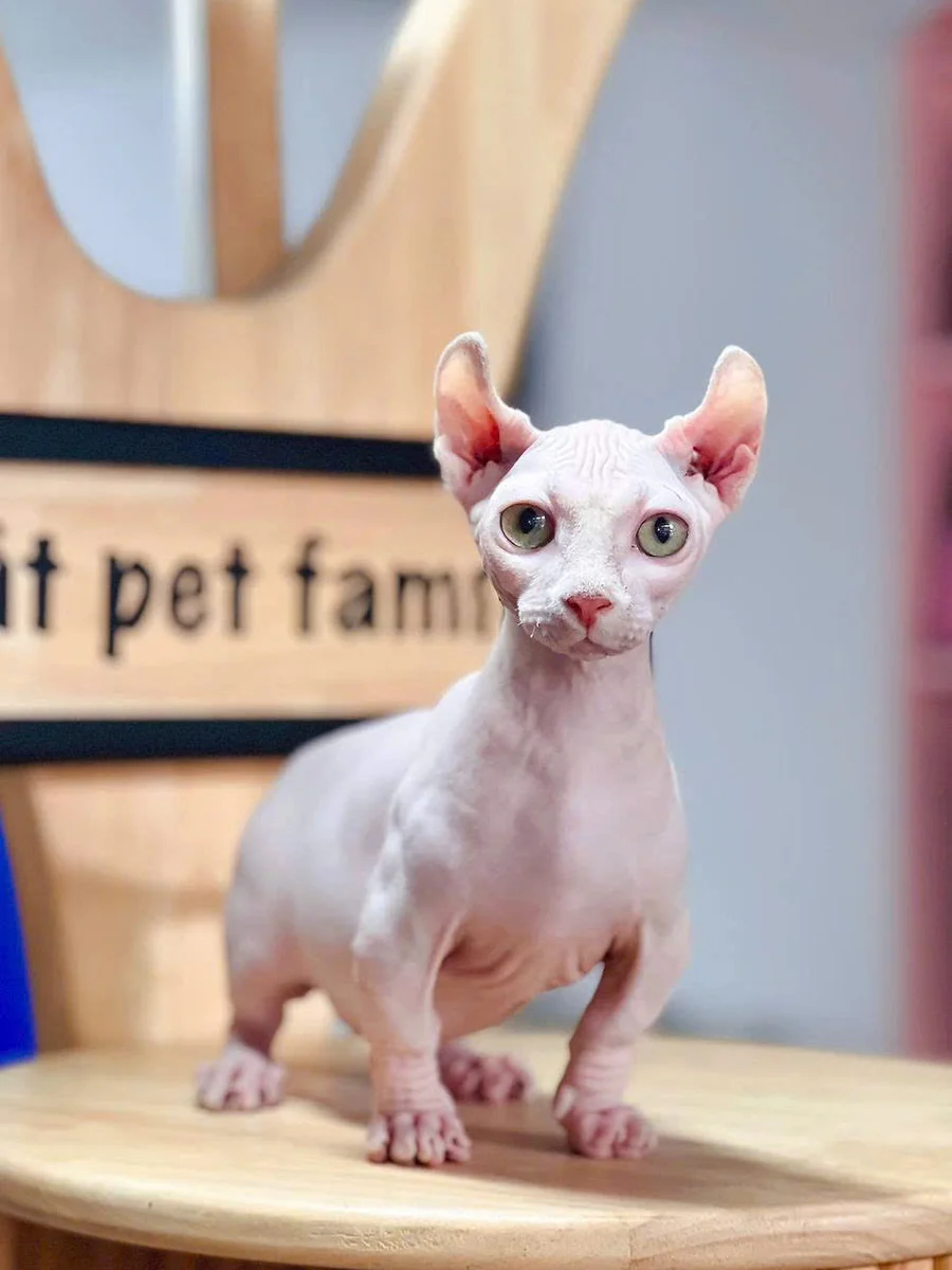 Mèo Sphynx không lông 4