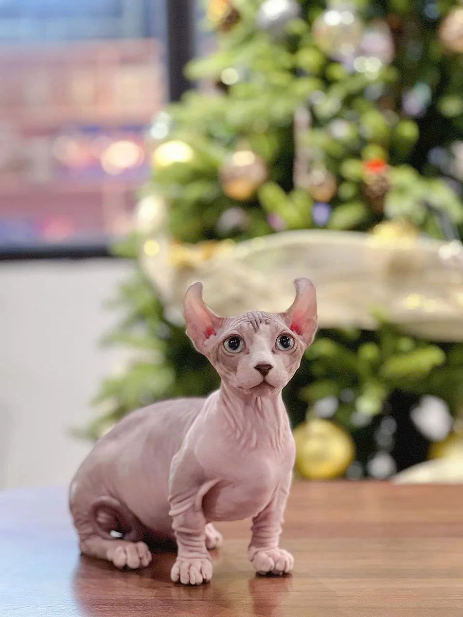 Mèo Sphynx không lông 5