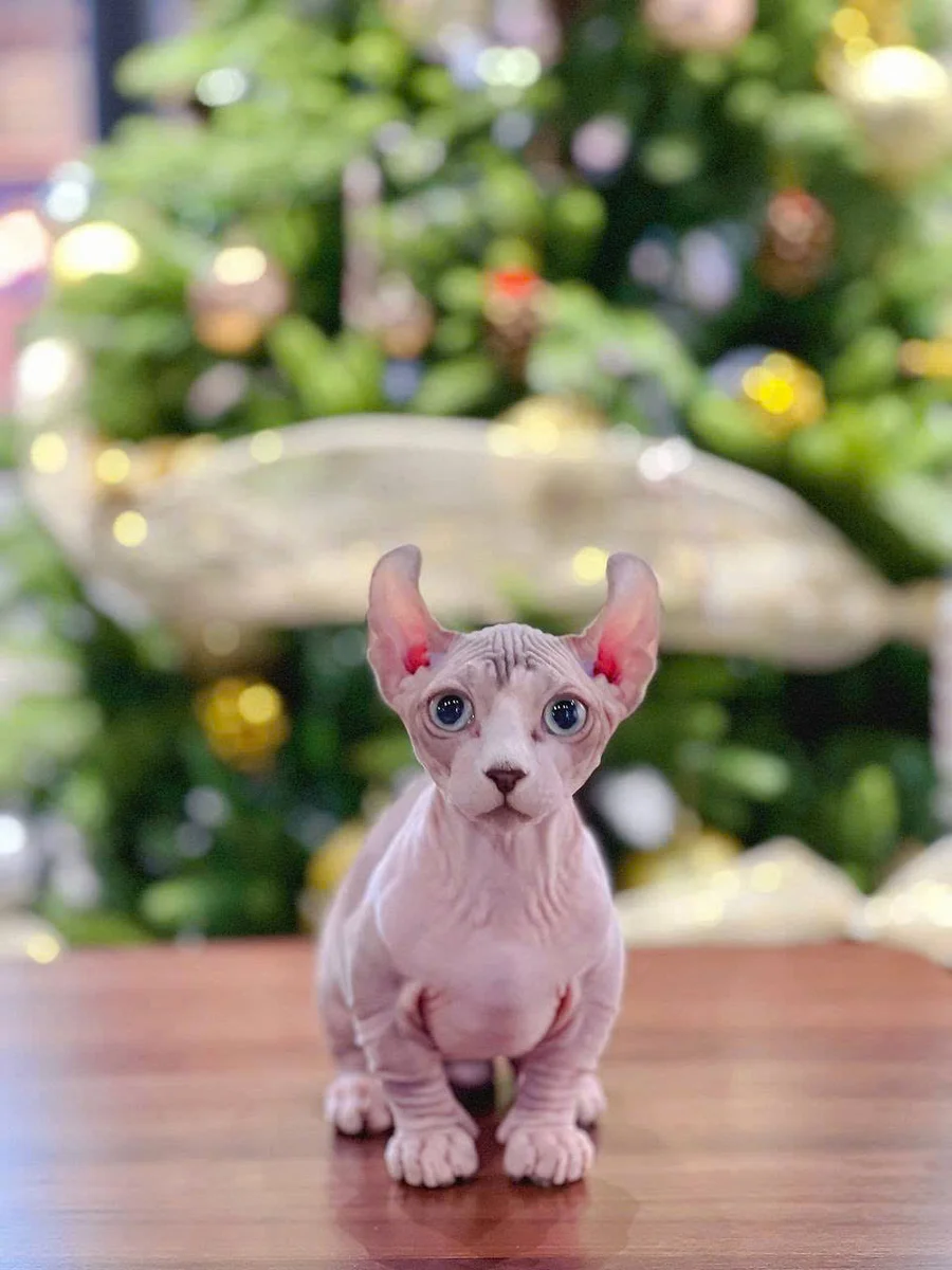 Mèo Sphynx không lông 6
