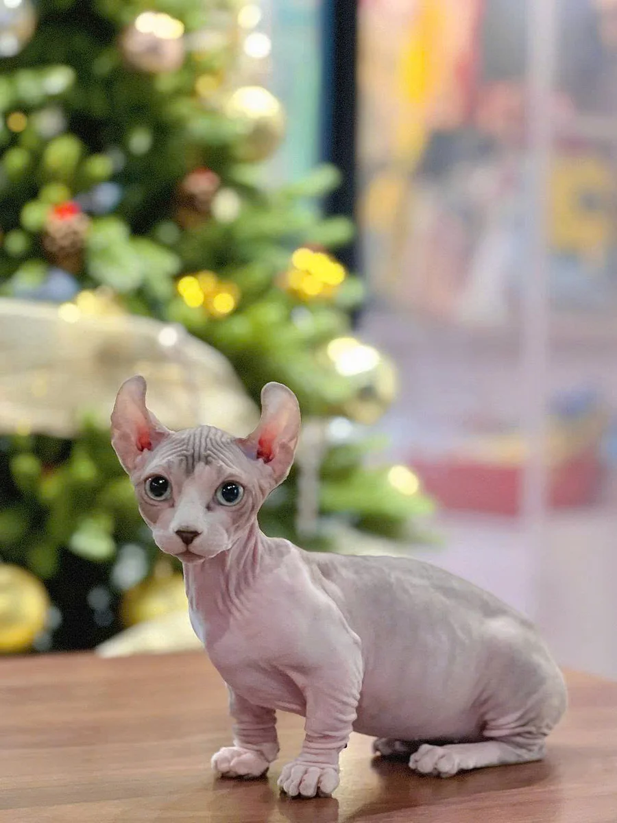 Mèo Sphynx không lông 7