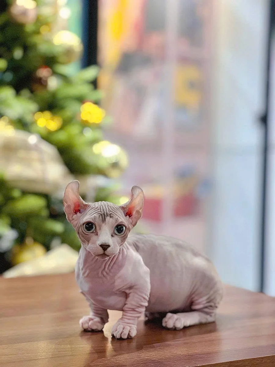 Mèo Sphynx không lông 8