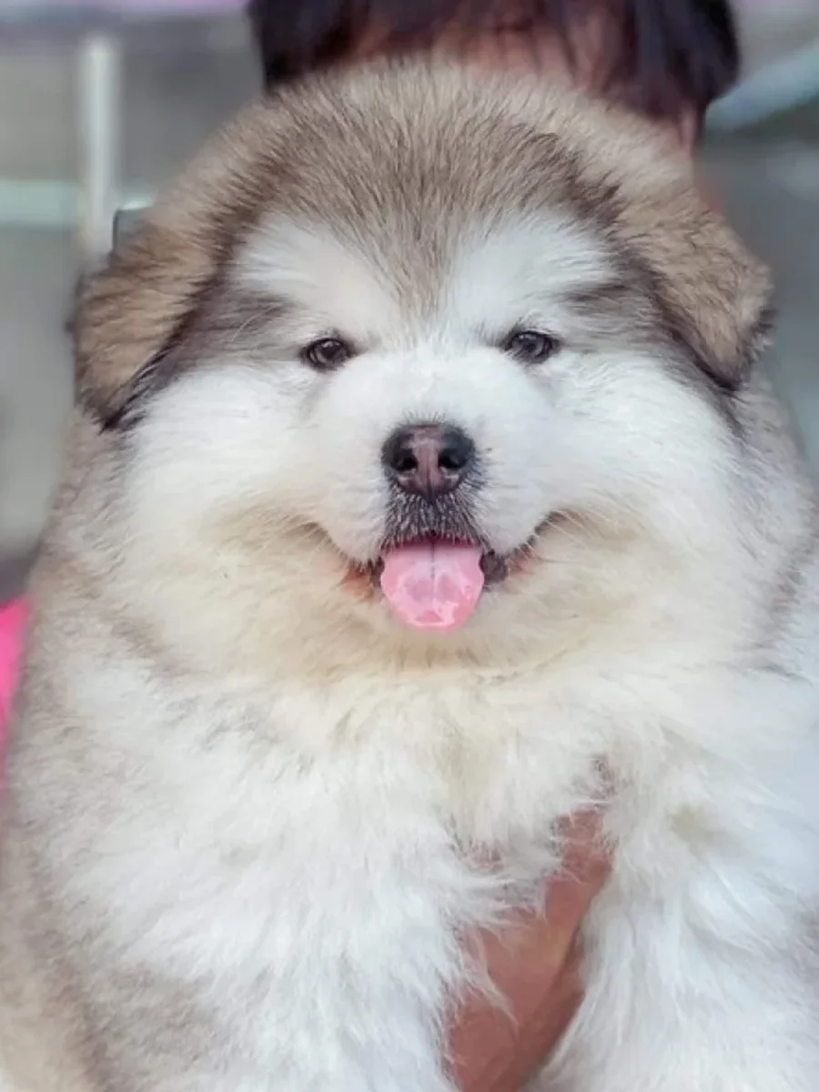 Alaskan Malamute Giant