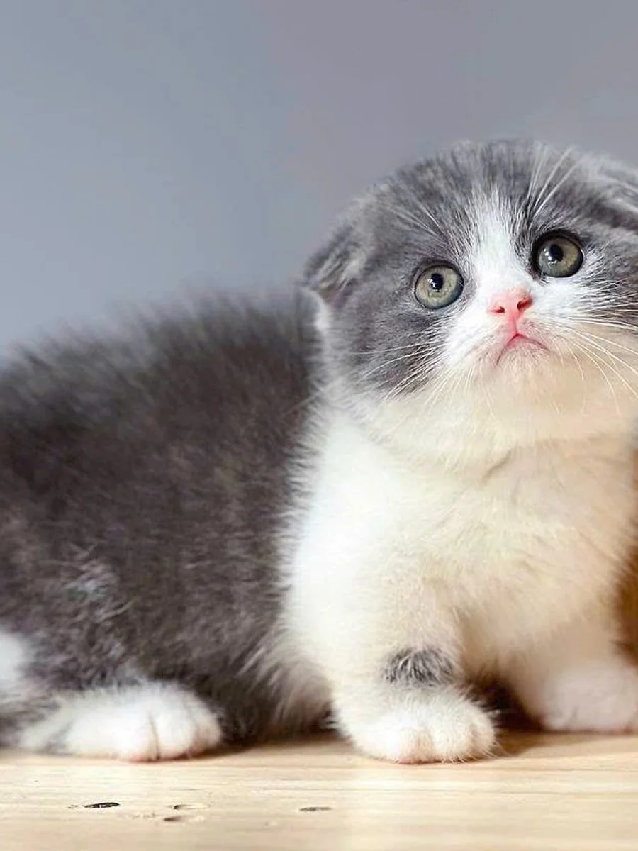 Cách chăm sóc Munchkin Scottish Fold Shorthair