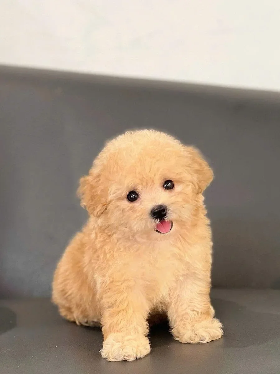 Poodle Teacup
