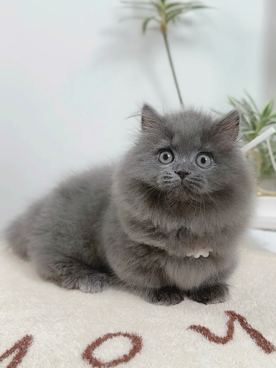 Cách chăm sóc Munchkin British Longhair