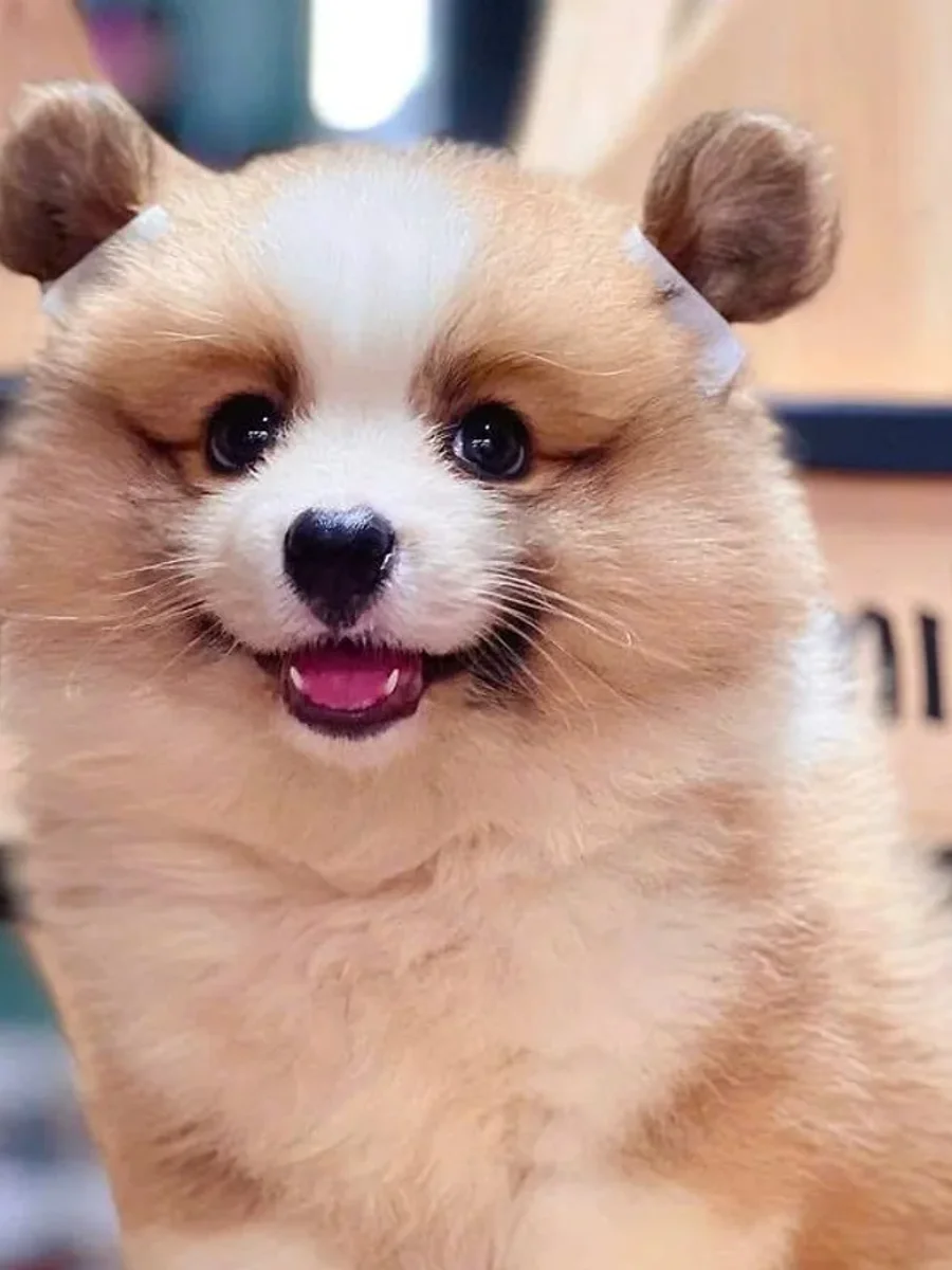 Pembroke Welsh Corgi (Corgi không đuôi) 3