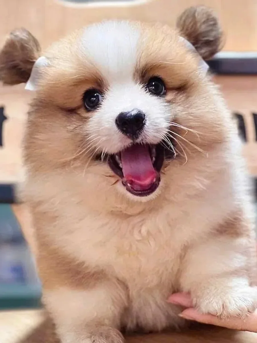 Pembroke Welsh Corgi (Corgi không đuôi) 2