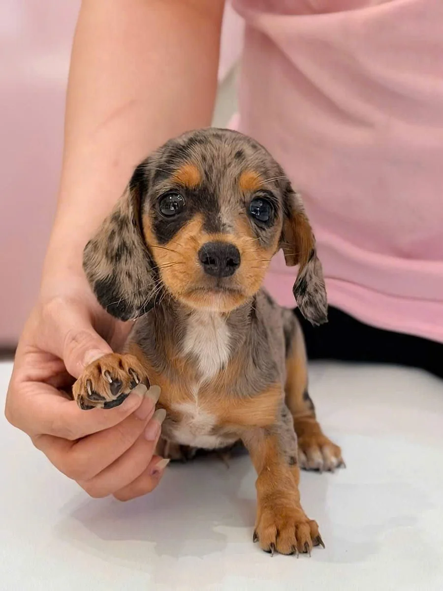 Dachshund