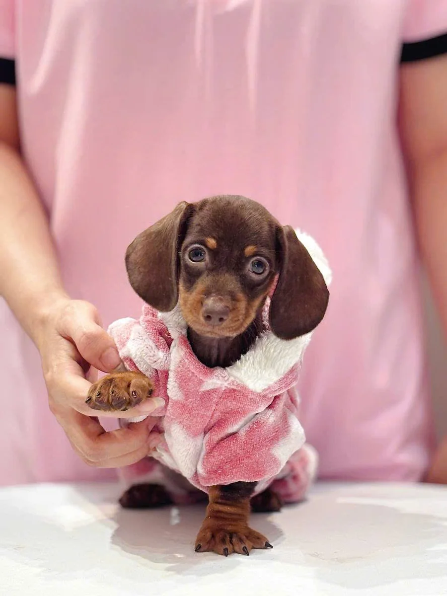 Dachshund 5