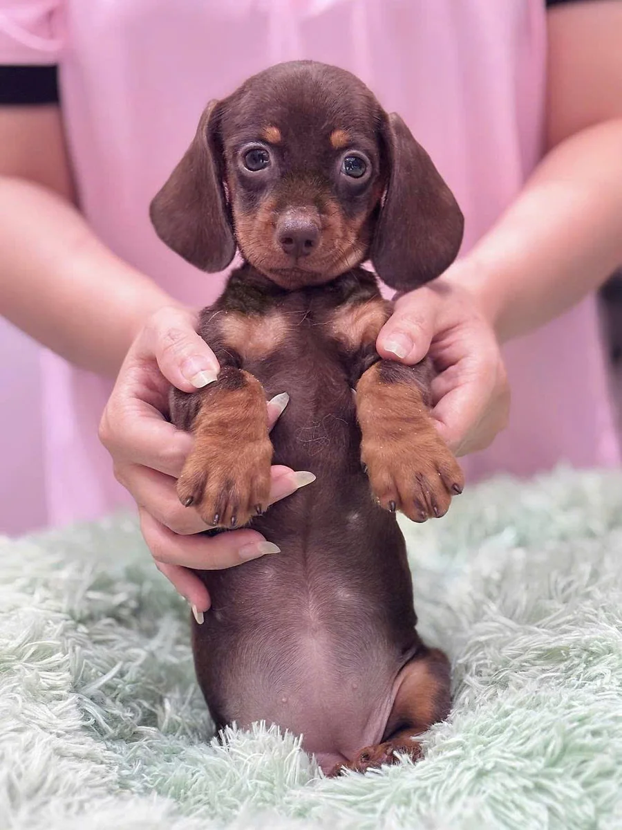 Dachshund 6