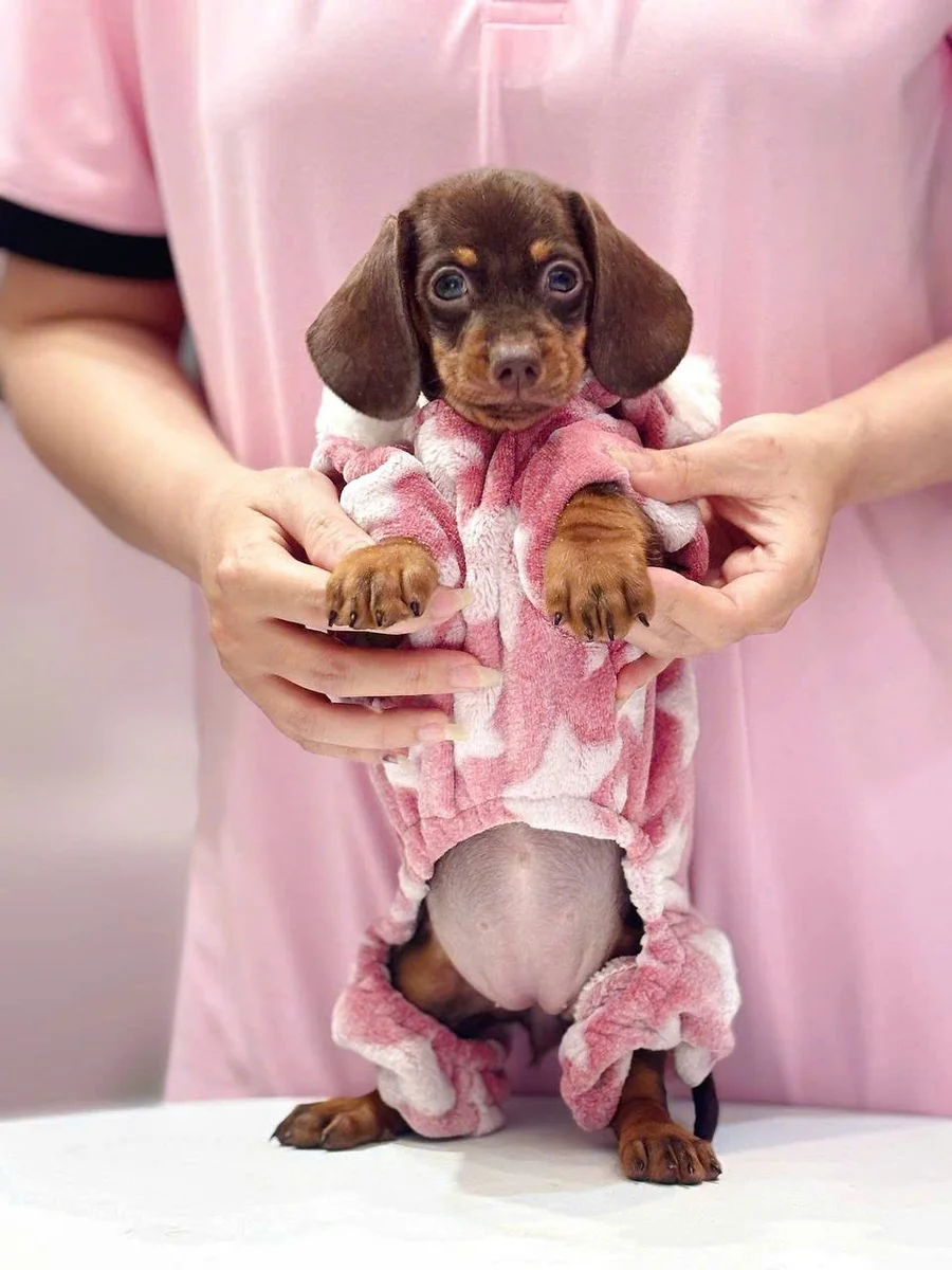Dachshund 7