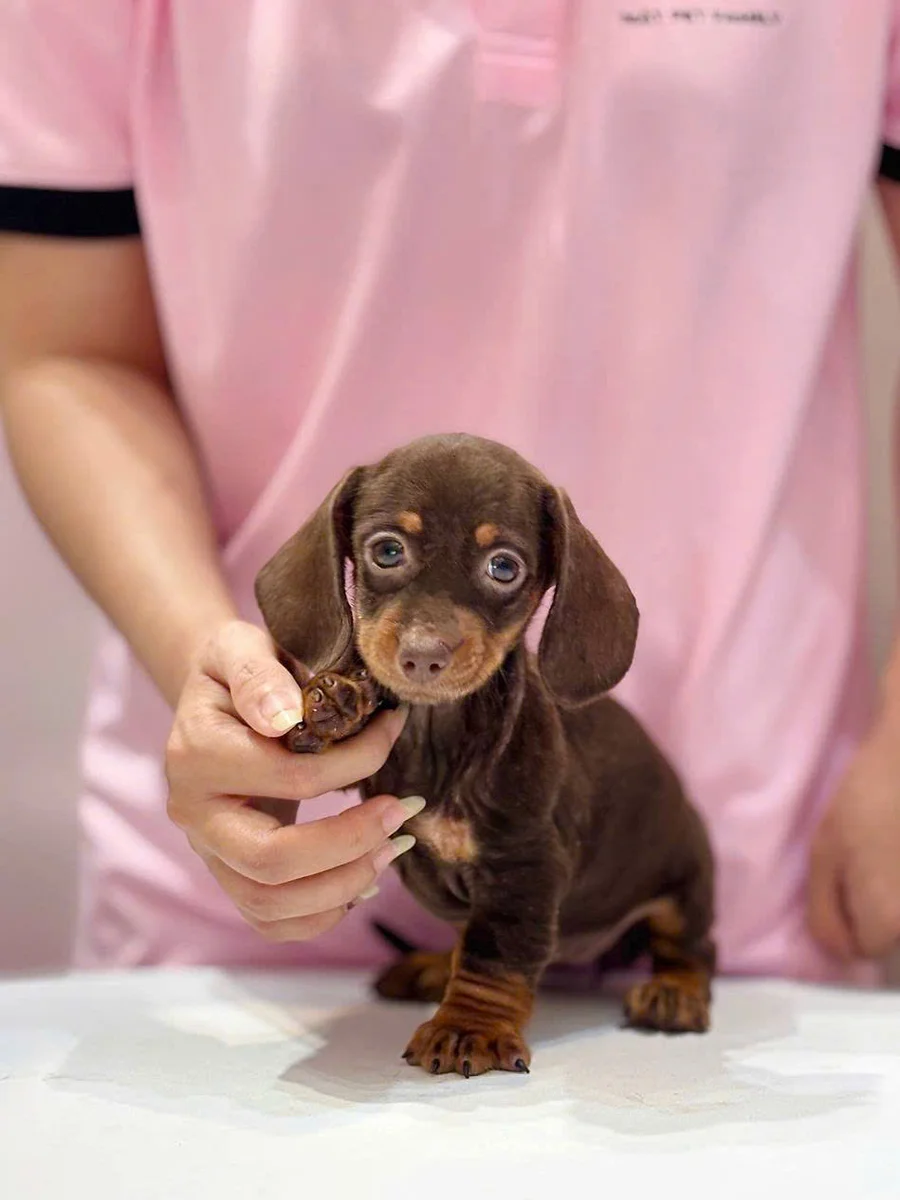 Dachshund 8