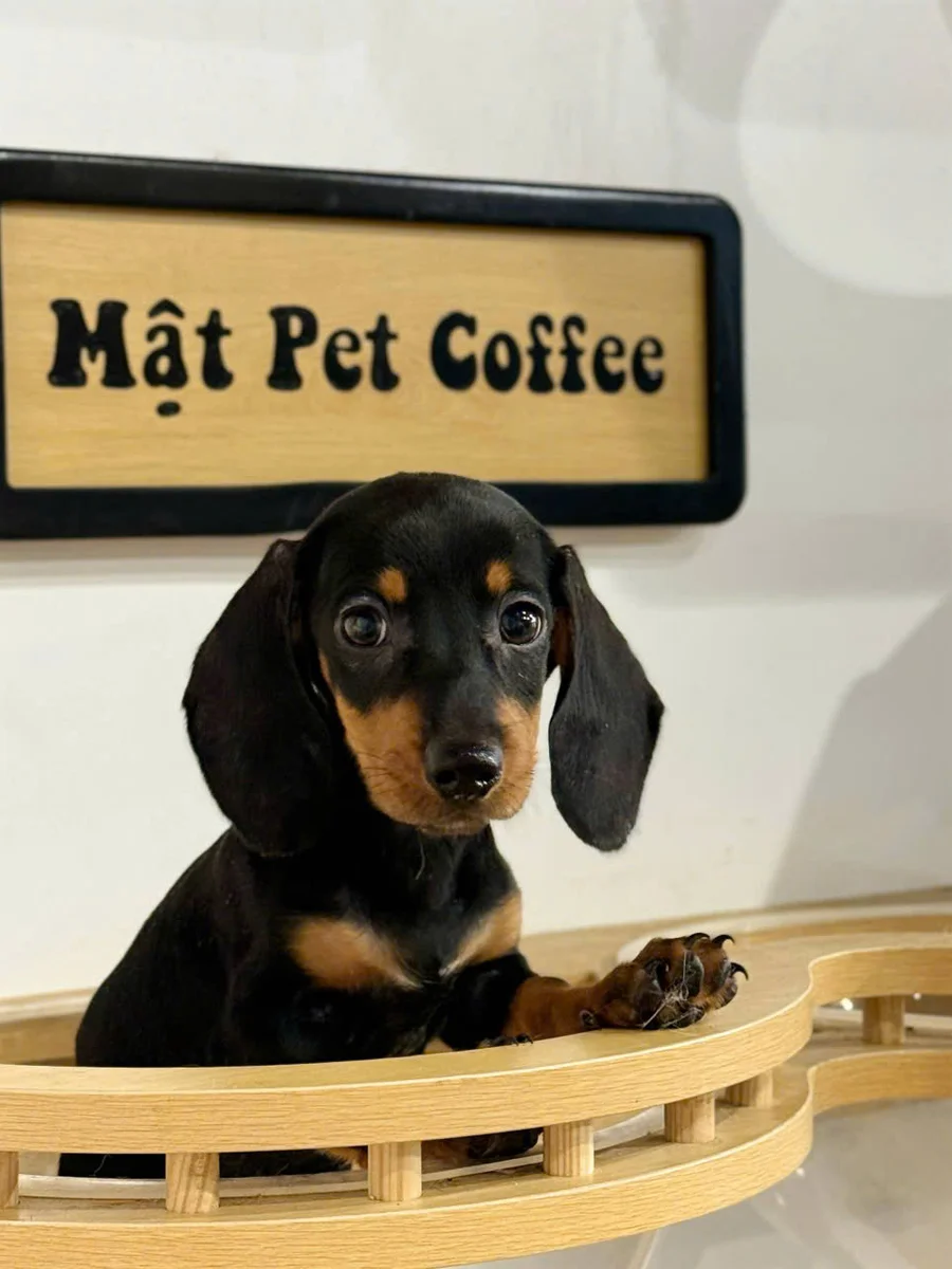 Dachshund 9