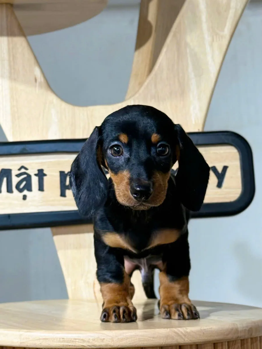 Dachshund 10