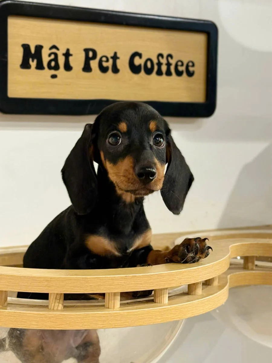 Dachshund 11