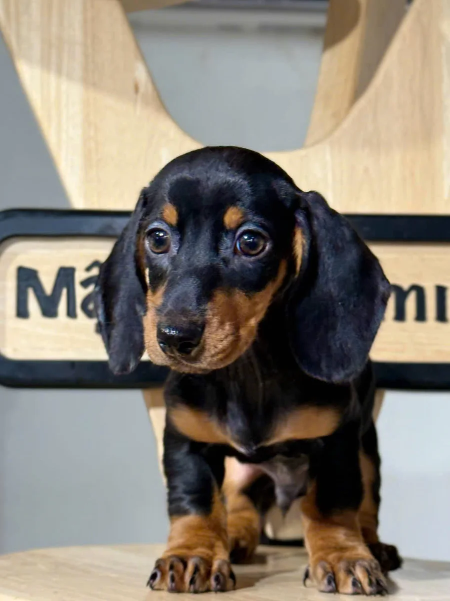 Dachshund 12